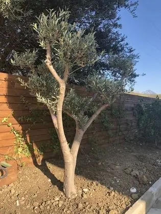 Economy Tek Büyük Yataklı Oda