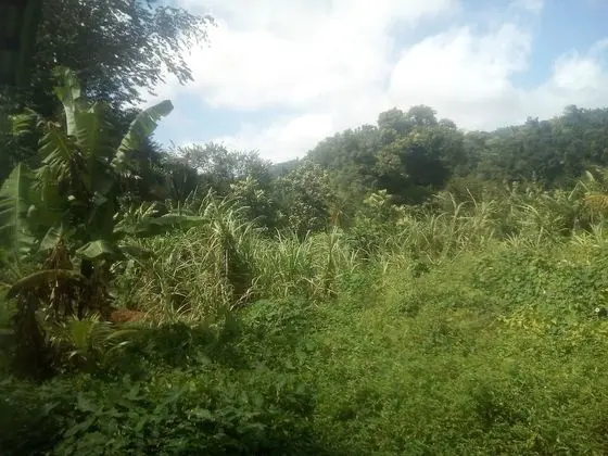 Basic Kulübe, 1 Çift Kişilik Yatak (Breadfruit)