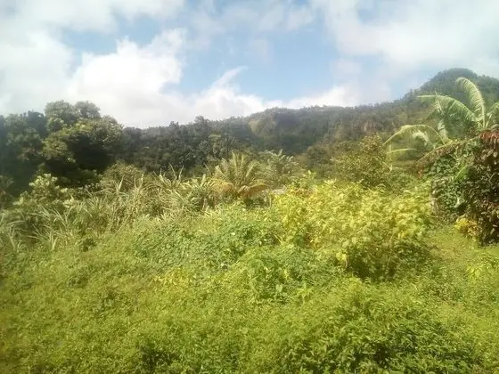 Basic Kulübe, 1 Çift Kişilik Yatak (Breadfruit)