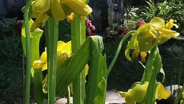 Daire, 2 Yatak Odası, Şömine