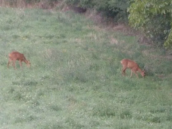 Ev, 1 Yatak Odası, Veranda