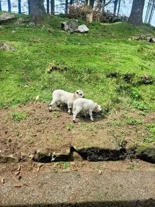 Family Süit, 2 Yatak Odası, Banyolu/Duşlu