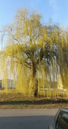 Üç Kişilik Oda, Avlu Manzaralı