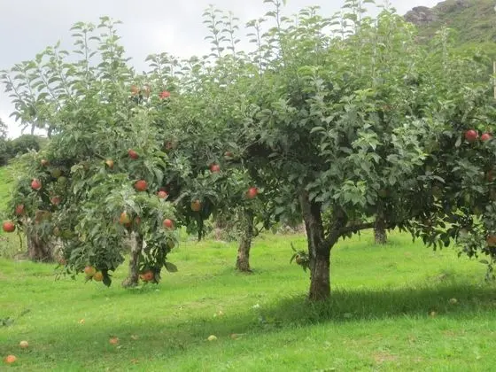 Family Oda, Banyolu/Duşlu
