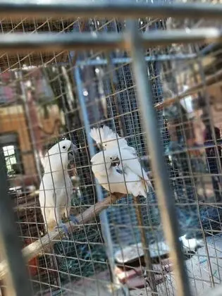 Deluxe Tek Büyük veya İki Ayrı Yataklı Oda, Engellilere Uygun, Sigara İçilmez