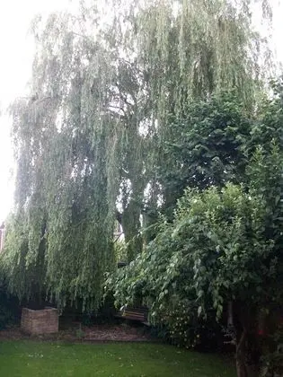 Traditional Tek Büyük Yataklı Oda