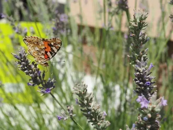Ev, Birden Çok Yatak