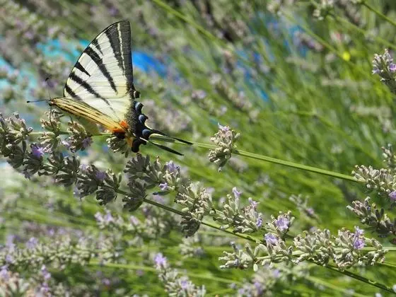 Ev, Birden Çok Yatak