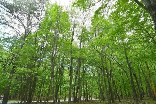 Ev, Birden Çok Yatak (Woods Song)