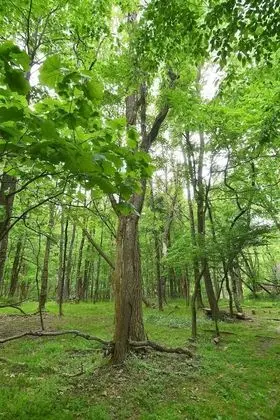 Ev, Birden Çok Yatak (Woods Song)
