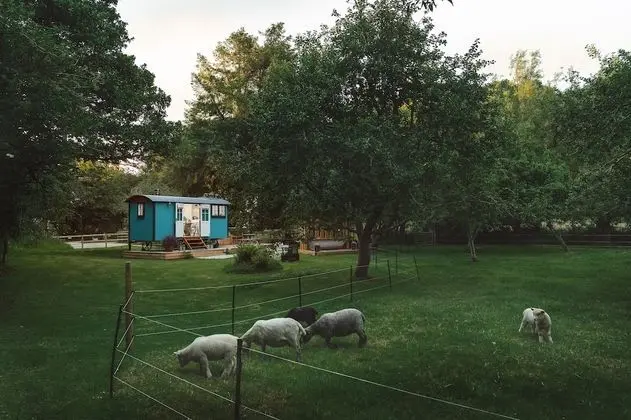 Deluxe Oda, Banyolu/Duşlu (The Wriggly Tin)