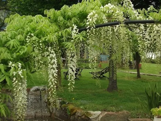 Romantic Stüdyo Süit, Bahçe Manzaralı