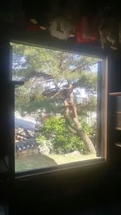 Oda (keunsarangchae)