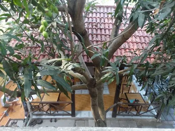 İki Ayrı Yataklı Oda, Bahçe Manzaralı