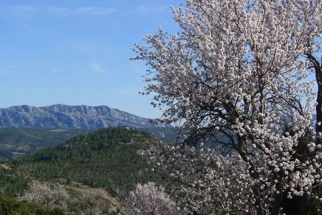 Panoramic Çadır, Birden Çok Yatak, Sigara İçilmez
