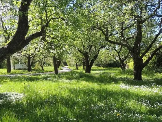 Junior Süit, 1 Yatak Odası