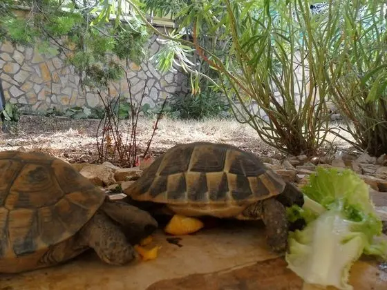 Apart Daire (Zlato - with pool - A3 Lovor (4+1))