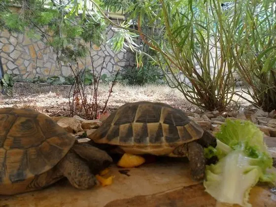 Apart Daire (Zlato - with pool - A4 Mendula (2+1))