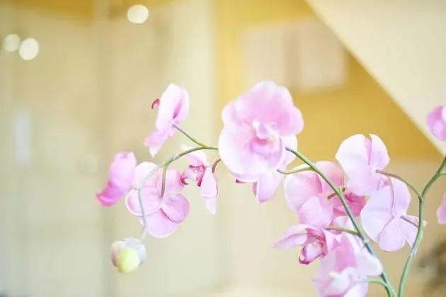 Deluxe Tek Büyük Yataklı Oda, Sigara İçilmez